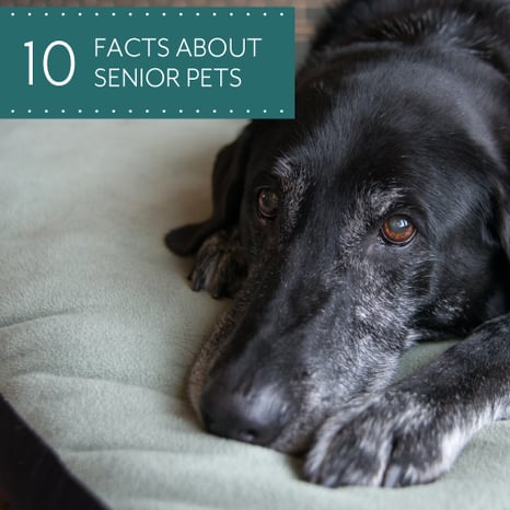 10-Facts-About-Senior-Pets-500x500px.png