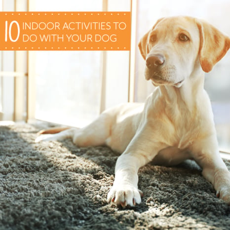 10-Indoor-Activities-For-Your-Dog_500X500PX.png