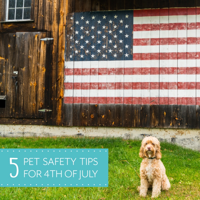 5 Pet Safety Tips For 4th of July