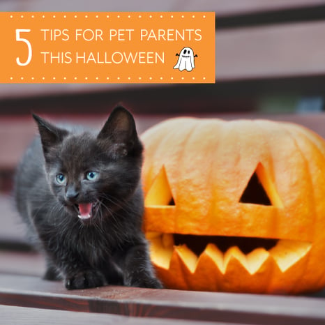 5tips_Halloween_MainPhoto_500x500.png