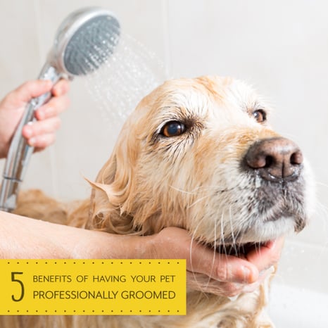 Benefits-of-Grooming_500X500-1.png