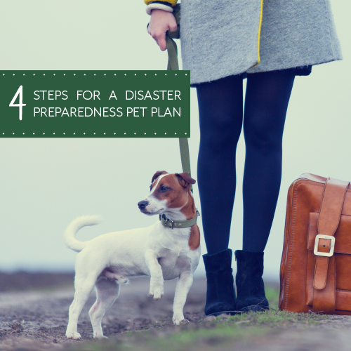 4 Steps For A Disaster Preparedness Pet Plan