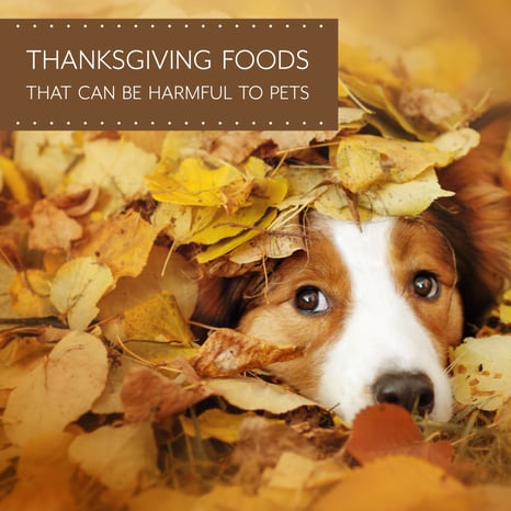 Thanksgiving-Foods-That-Are-Toxic-to-Pets-1.png