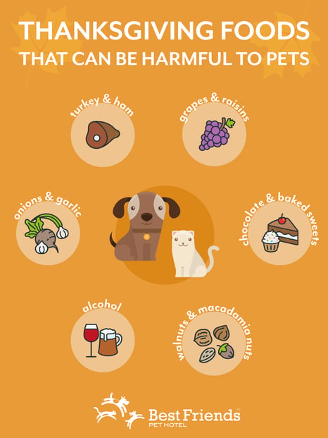 Thxgiving-Food-Pets-Cant-Eat-Infographic-BF.png