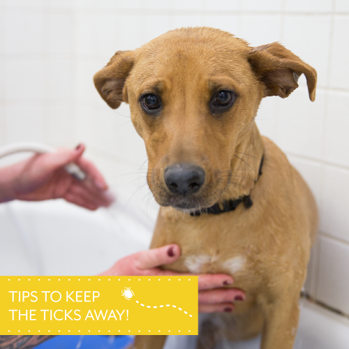 Tips To Keep The Ticks Away