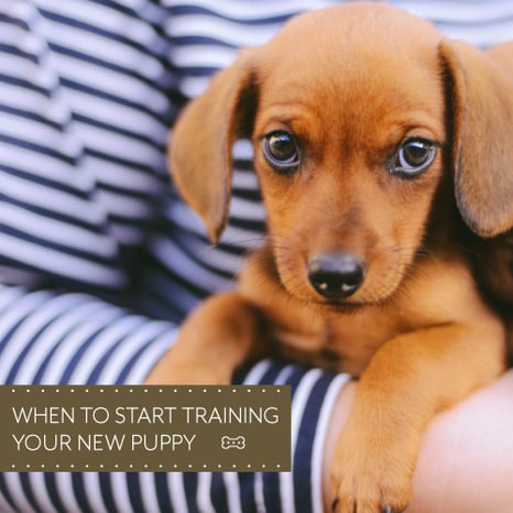 When-to-start-training-your-new-puppy--500x500-px.png