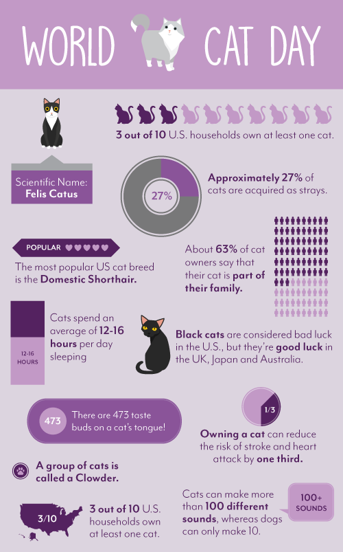 World Cat Day Facts And Stats about Cats!