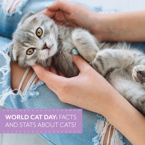 World Cat Day Facts And Stats about Cats!