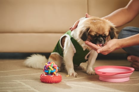 Dog Eating From Bowl