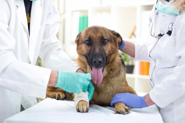 Making Bordetella Vaccines Easier on Pets AND Owners