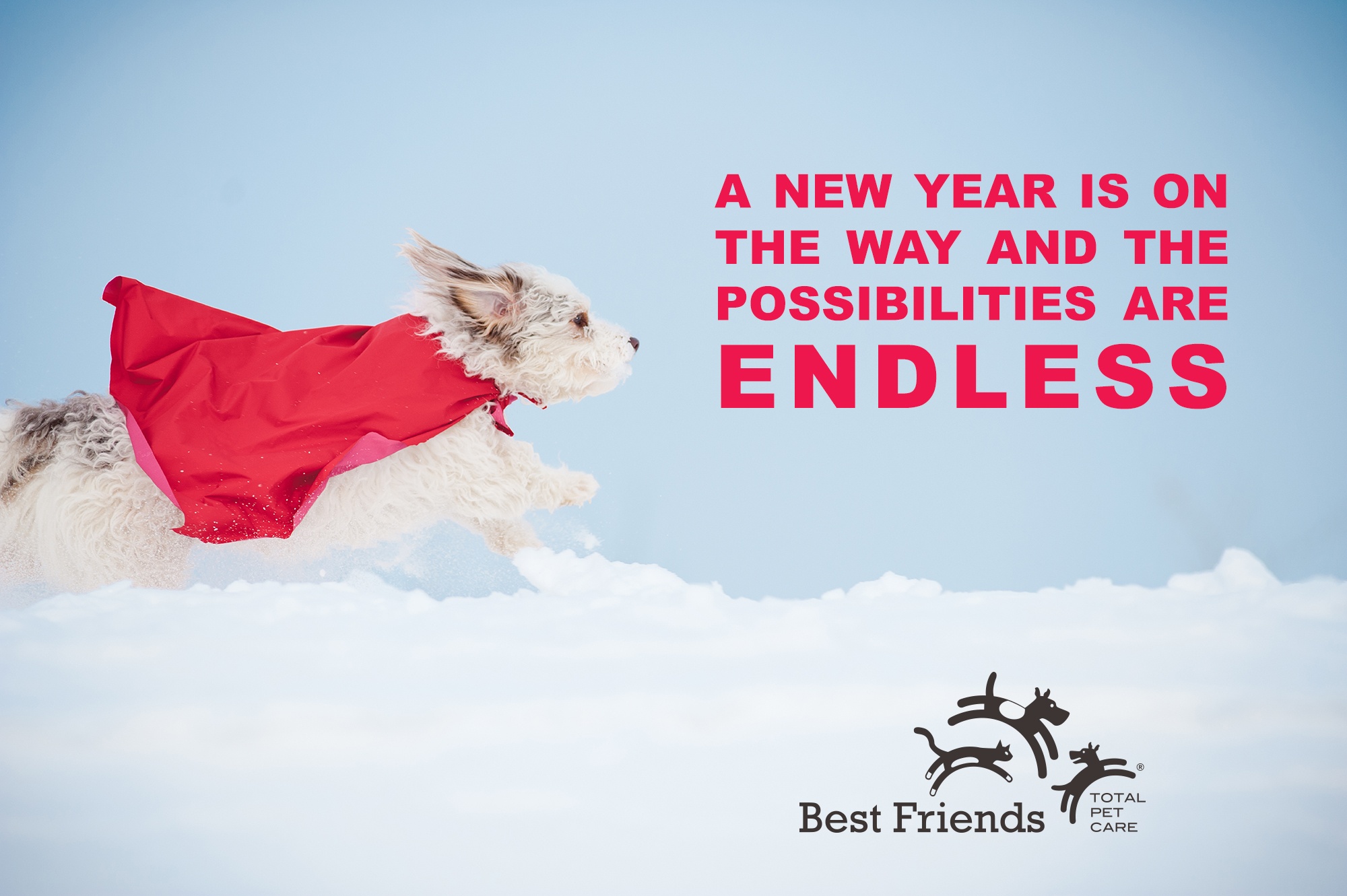 Happy New Year from Best Friends!