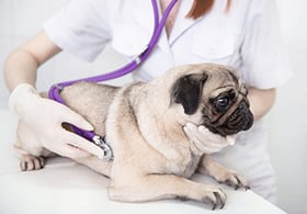 Top Questions to Ask Your Vet