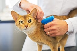 Microchipping Pets