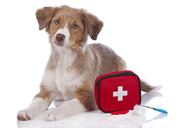 Pet First Aid Month