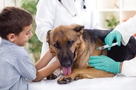 What is Rabies, and Why is Vaccination Important?