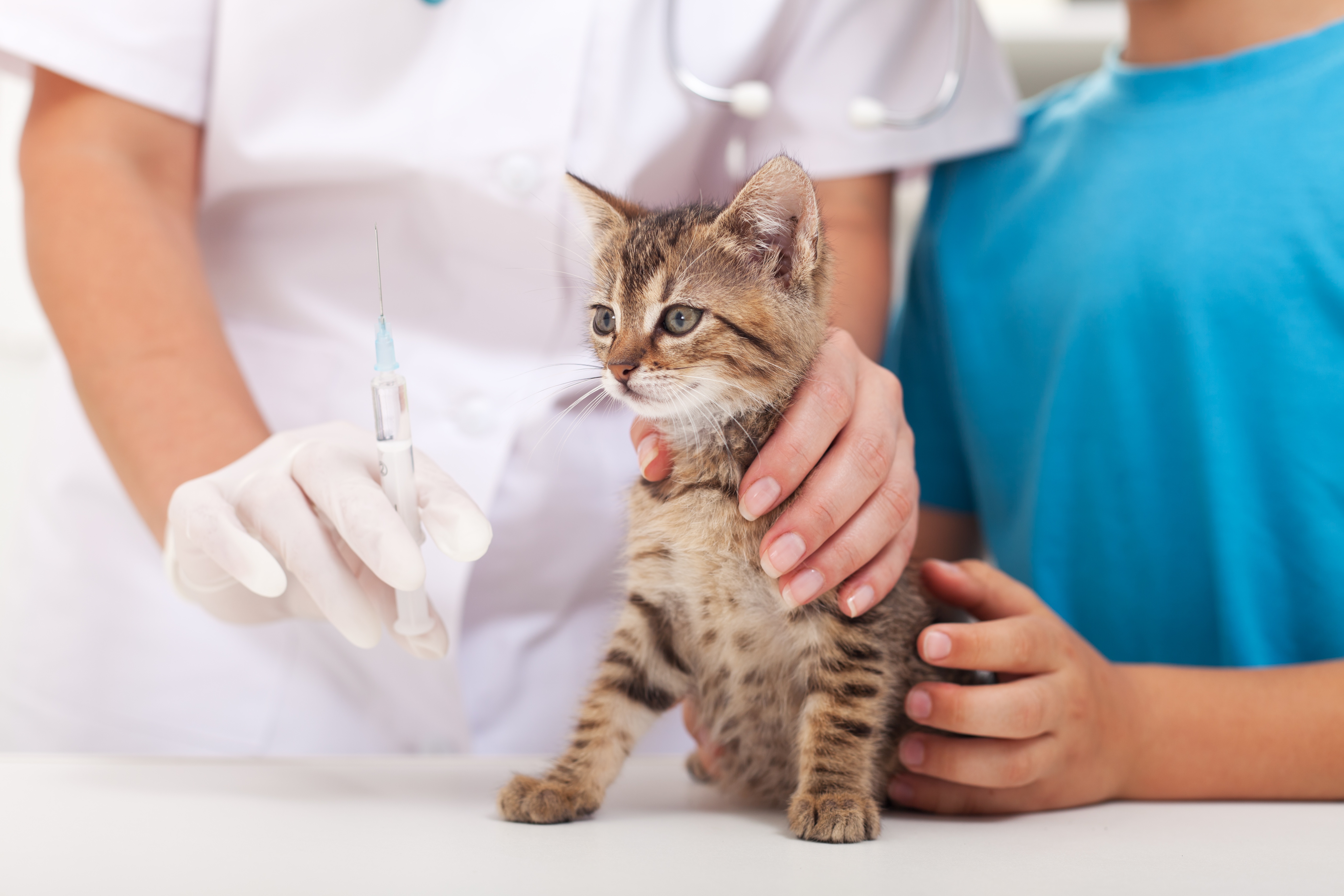 Cat Vaccines 101 Cat Vaccines 101