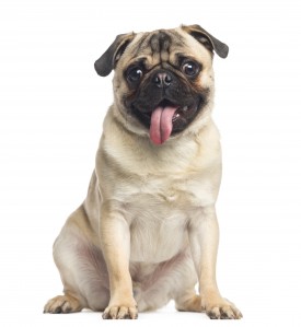 Sitting Pug