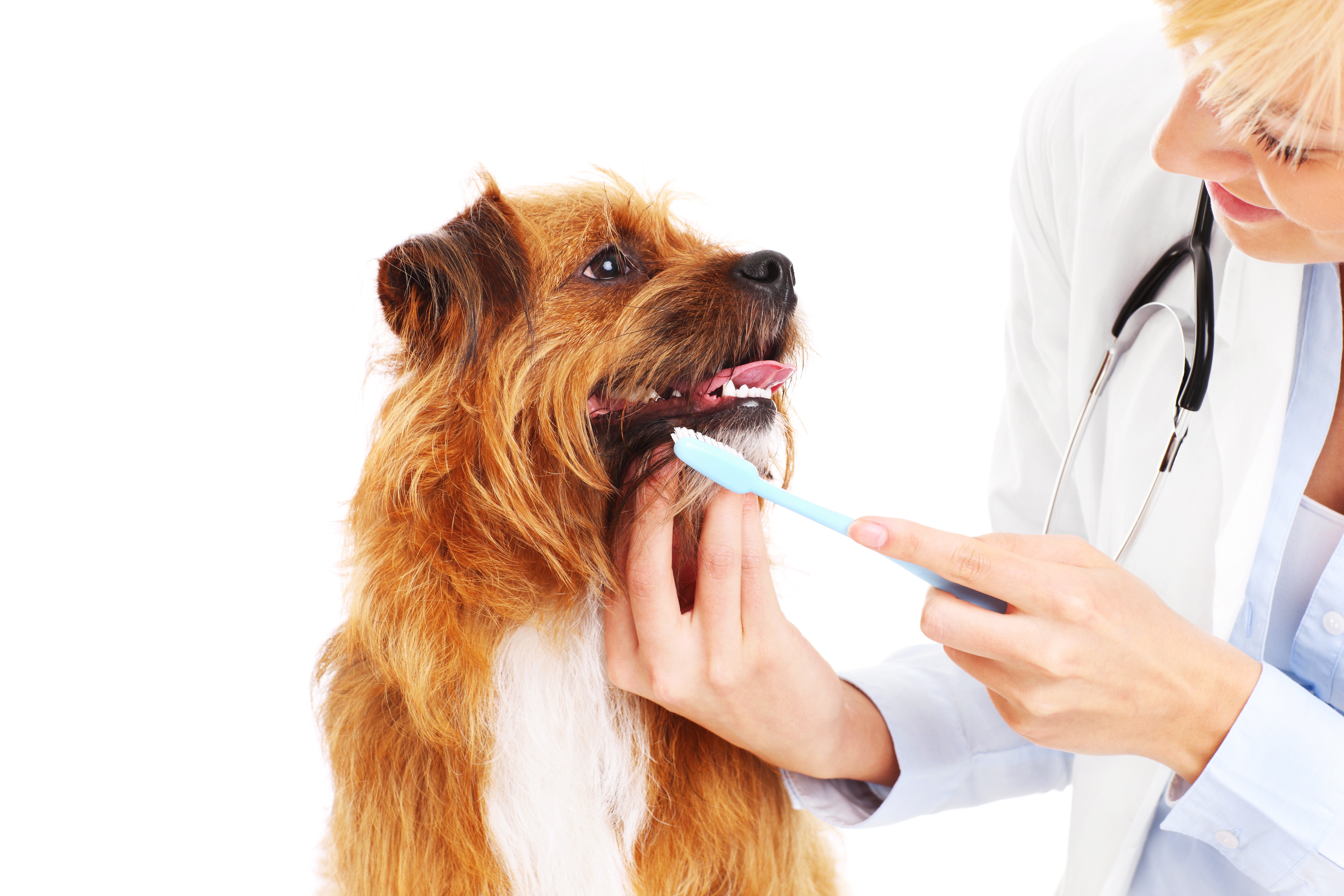 Brush Your Pet's Teeth