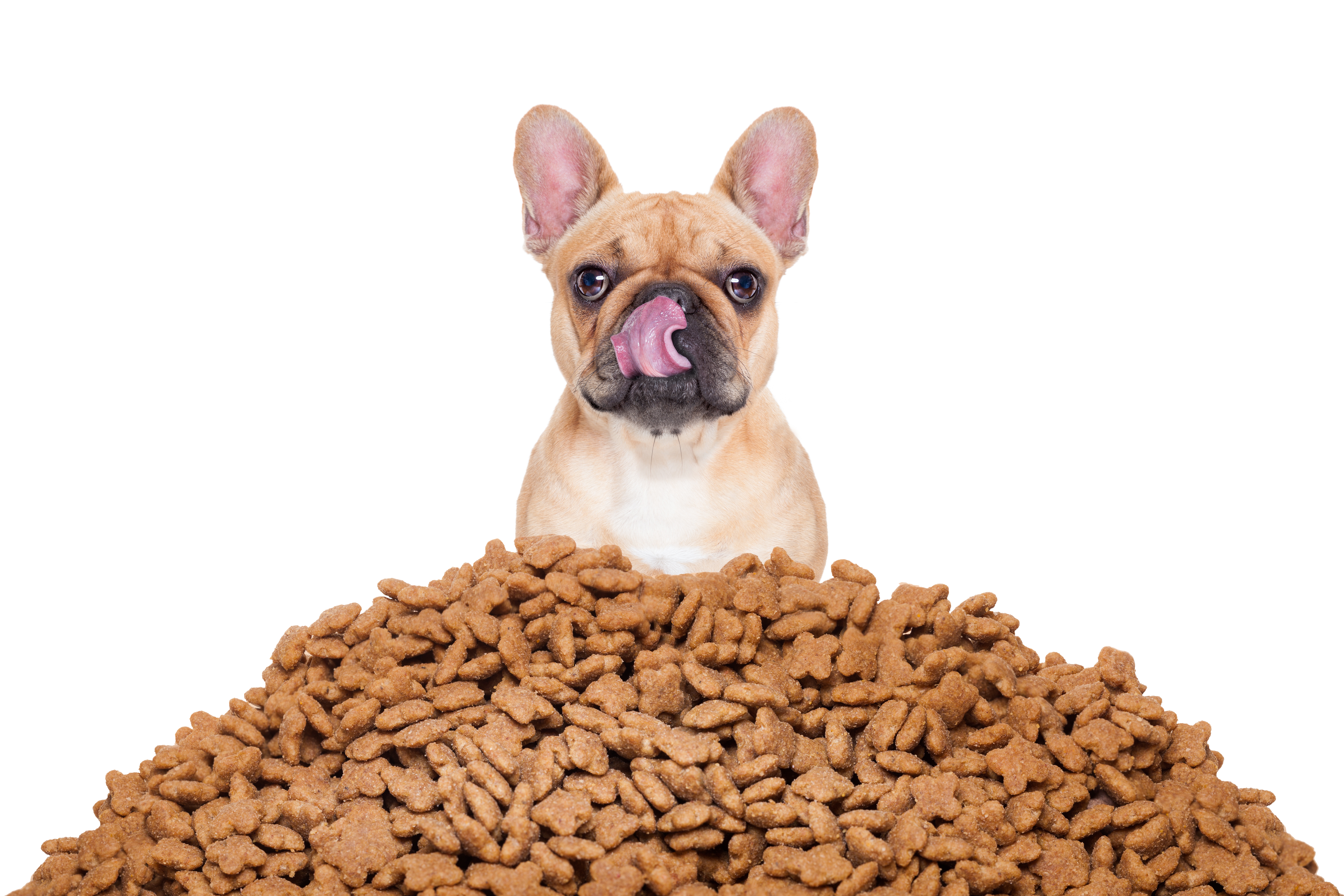 Dog with lots of dog food