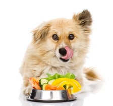 Toxic Food for Pets