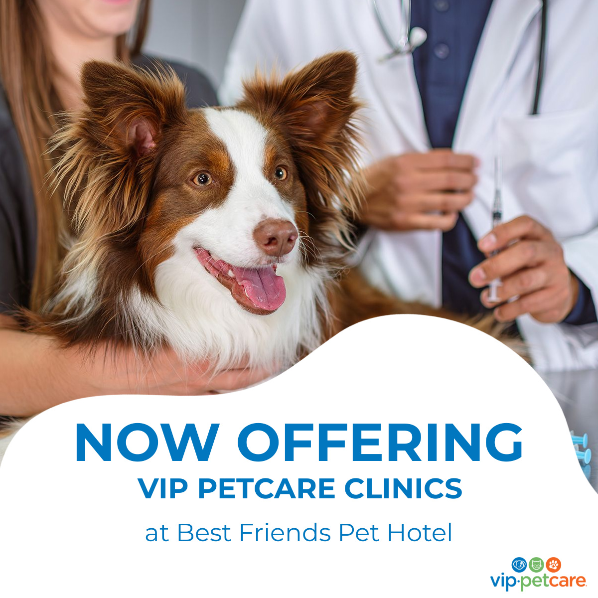 Veterinary Medicine Best Dog Veterinarian Near Me Pet Clinic Best