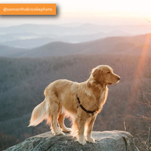 Shenandoah-National-Park