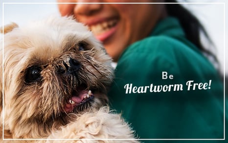 Be Heartworm Free!