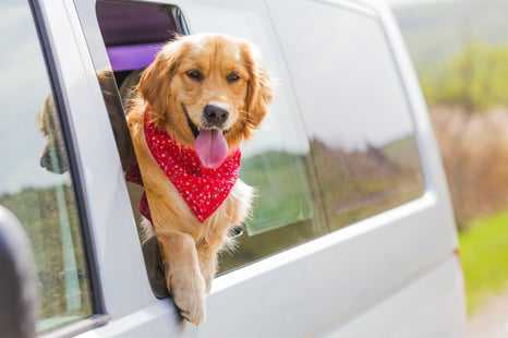 Dog with bandana hanging out of a car window