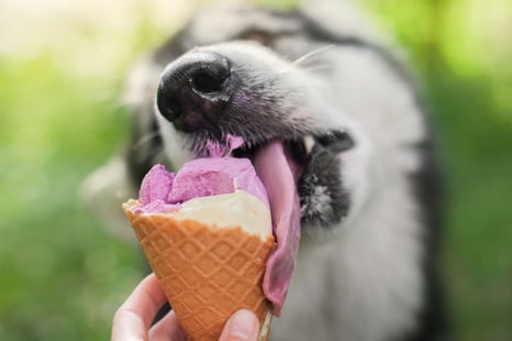 Dog licking ice cream