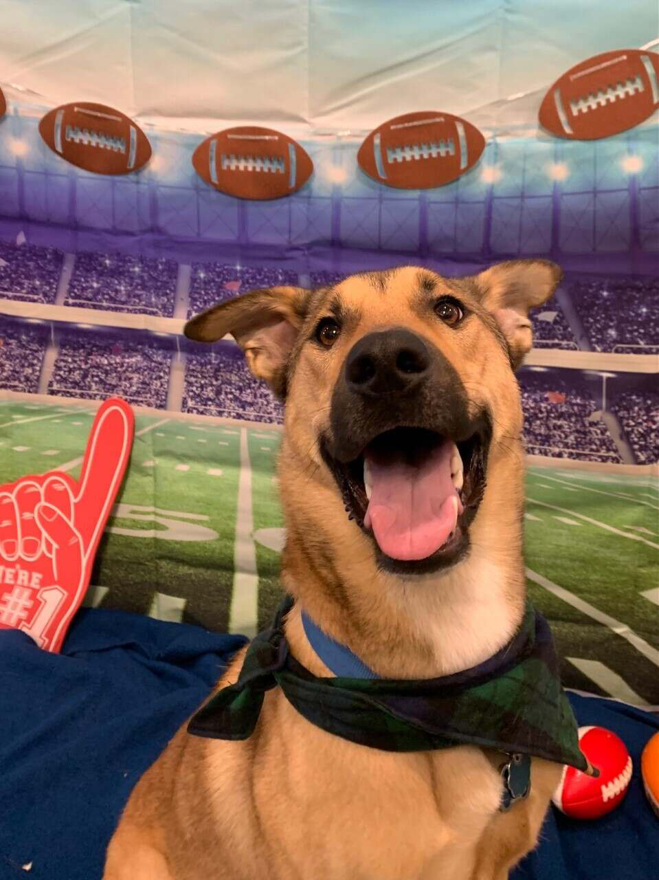 doggy-day-camp-party-puppy-bowl-2022-dog3